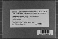 Perenniporia compacta image