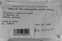 Perenniporia compacta image