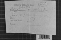 Perenniporia compacta image