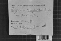 Perenniporia compacta image