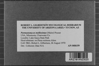 Parmastomyces mollissimus image