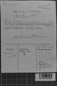 Pachykytospora alabamae image