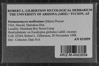 Parmastomyces mollissimus image