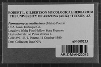 Parmastomyces mollissimus image
