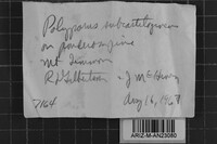 Parmastomyces mollissimus image