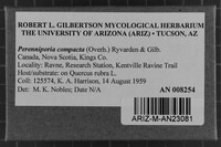 Perenniporia compacta image