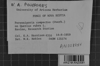 Perenniporia compacta image