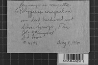 Perenniporia compacta image