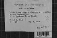 Perenniporia compacta image