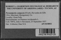 Perenniporia compacta image