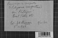 Perenniporia compacta image