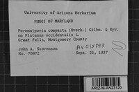 Perenniporia compacta image