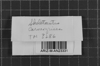 Skeletocutis carneogrisea image