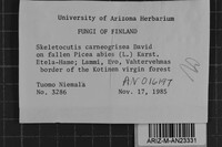 Skeletocutis carneogrisea image