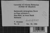 Skeletocutis carneogrisea image
