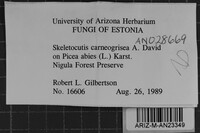 Skeletocutis carneogrisea image