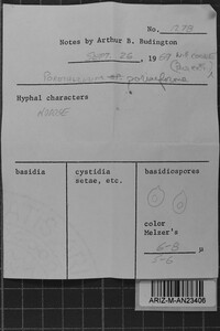 Resupinatus poriaeformis image