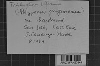 Image Associated With the Occurrence