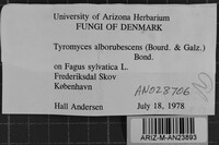 Aurantiporus alborubescens image