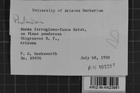 Phellinidium ferrugineofuscum image