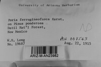 Phellinidium ferrugineofuscum image