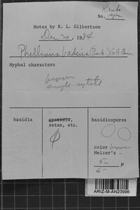 Phellinus badius image