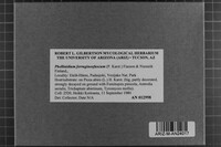 Phellinidium ferrugineofuscum image