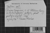 Fomes arctostaphyli image