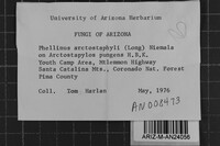 Fomes arctostaphyli image