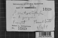 Fomes arctostaphyli image