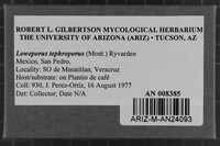 Loweporus tephroporus image