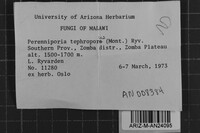Loweporus tephroporus image