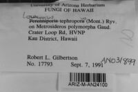 Loweporus tephroporus image