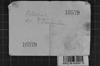 Image Associated With the Occurrence