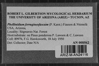 Phellinidium ferrugineofuscum image