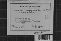 Phellinidium ferrugineofuscum image