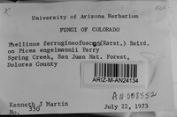 Phellinidium ferrugineofuscum image