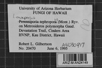 Loweporus tephroporus image