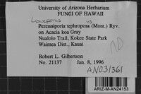 Loweporus tephroporus image