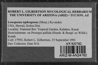 Loweporus tephroporus image