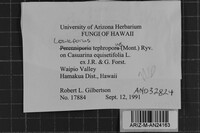Loweporus tephroporus image