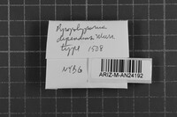 Image Associated With the Occurrence