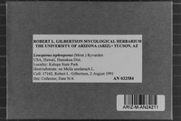 Loweporus tephroporus image