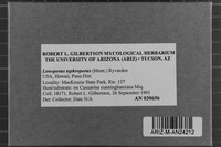 Loweporus tephroporus image