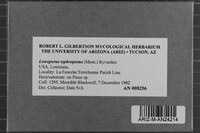 Loweporus tephroporus image