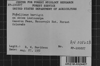 Phellinus hartigii image