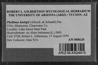 Phellinus hartigii image