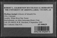 Phellinus hartigii image