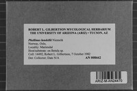 Phellinus lundellii image