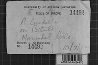 Phellinus lundellii image